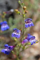 foothill beardtongue,Beard Tongue
